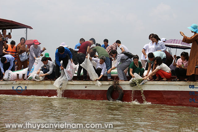 Lễ phóng sinh, tái tạo nguồn lợi thủy sản tại chùa Bồ Đề, Gia Lâm, Hà Nội. (11/5/2017)